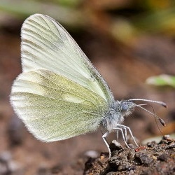 Leptidea duponcheli